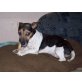 Jack-Russell-Terrier - Hündin