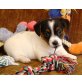 Jack-Russell-Terrier - Hündin