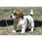 Jack-Russell-Terrier - Hündin