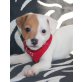 Jack-Russell-Terrier - Hündin