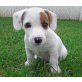 Jack-Russell-Terrier - Hündin