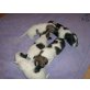Jack-Russell-Terrier - Hündin