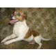 Jack-Russell-Terrier - Hündin