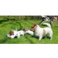 Jack-Russell-Terrier - Hündin