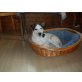 Jack-Russell-Terrier - Hündin