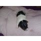 Jack-Russell-Terrier - Hündin