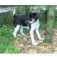 Jack Russell Terrier  - Hündin