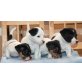 Jack-Russell-Terrier - Hündin