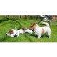 Jack-Russell-Terrier - Hündin