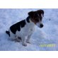 Jack-Russell-Terrier - Hündin