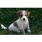 Jack-Russell-Terrier - Hündin