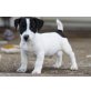 Jack-Russell-Terrier - Hündin