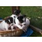 Jack-Russell-Terrier - Hündin