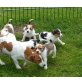 Jack-Russell-Terrier - Hündin