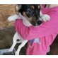 Jack-Russell-Terrier - Hündin