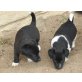 Jack- Russell- Terrier- Mischlings- Welpen - Rüde