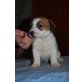Jack-Russell-Terrier - Rüde