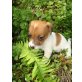 Jack-Russell-Terrier - Rüde