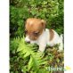 Jack-Russell-Terrier - Rüde