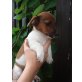Jack-Russell-Terrier - Rüde
