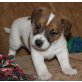 Jack-Russell-Terrier - Rüde