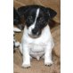 Jack-Russell-Terrier - Rüde
