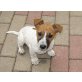 Jack-Russell-Terrier - Rüde
