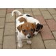 Jack-Russell-Terrier - Rüde