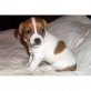Jack-Russell-Terrier - Rüde