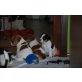Jack-Russell-Terrier - Rüde