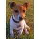 Jack-Russell-Terrier - Rüde