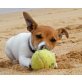 Jack-Russell-Terrier - Rüde