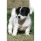 Jack-Russell-Terrier - Rüde