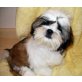 Jack-Russell-Terrier - Rüde