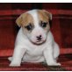 Jack-Russell-Terrier - Rüde