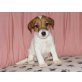 Jack-Russell-Terrier - Rüde