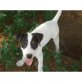 Jack-Russell-Terrier - Rüde