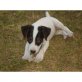 Jack-Russell-Terrier - Rüde