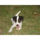 Jack-Russell-Terrier - Rüde