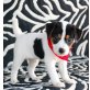 Jack-Russell-Terrier - Rüde