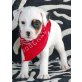 Jack-Russell-Terrier - Rüde