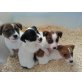 Jack-Russell-Terrier - Rüde