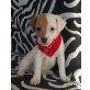 Jack-Russell-Terrier - Rüde