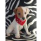 Jack-Russell-Terrier - Rüde