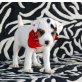 Jack-Russell-Terrier - Rüde