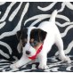 Jack-Russell-Terrier - Rüde