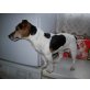 Jack-Russell-Terrier - Rüde