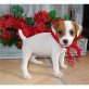 Jack-Russell-Terrier - Rüde