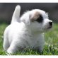 Jack-Russell-Terrier - Rüde
