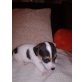 Jack-Russell-Terrier - Rüde